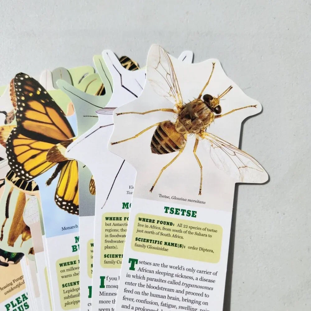 Bugs Insects Identification Pocket Field Guide Book Fandex Nature Identification